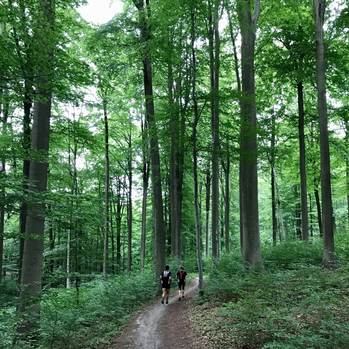 LA FORÊT DE SOIGNES EN 10 PARCOURS de 11 KM À L’ULTRA…&nbsp;Amusez-vous!